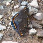 Grosser Eisvogel, Limenitis pupuli, PoplarAdmiral saugt an feuchter Walderde