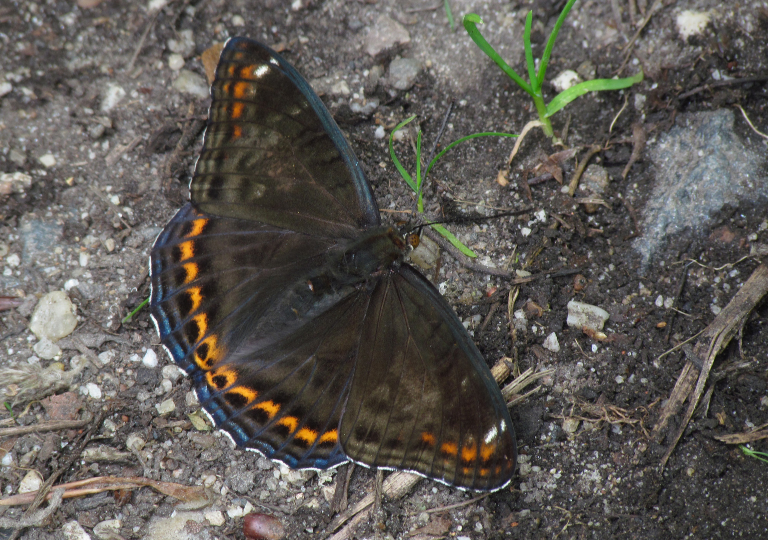 Großer Eisvogel. m., Limenitis populi f. tremulae, Poplar Admiral