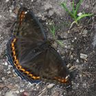 Großer Eisvogel. m., Limenitis populi f. tremulae, Poplar Admiral