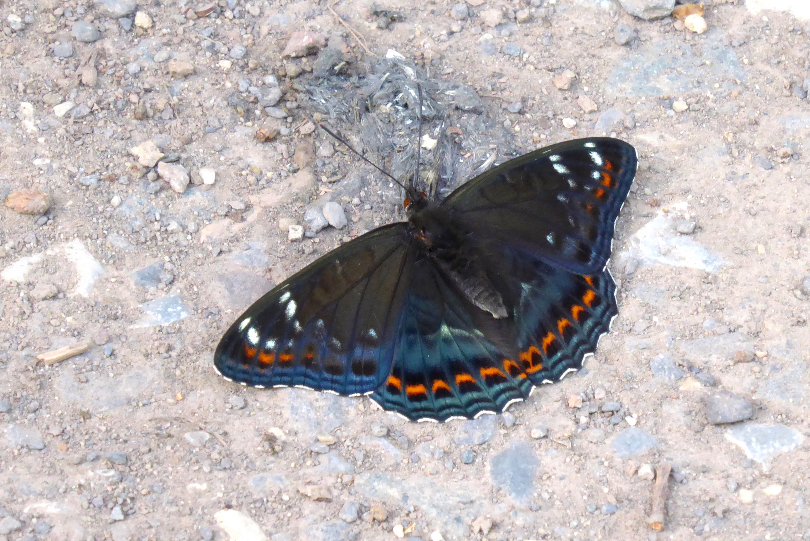 Großer Eisvogel mit viel Blau