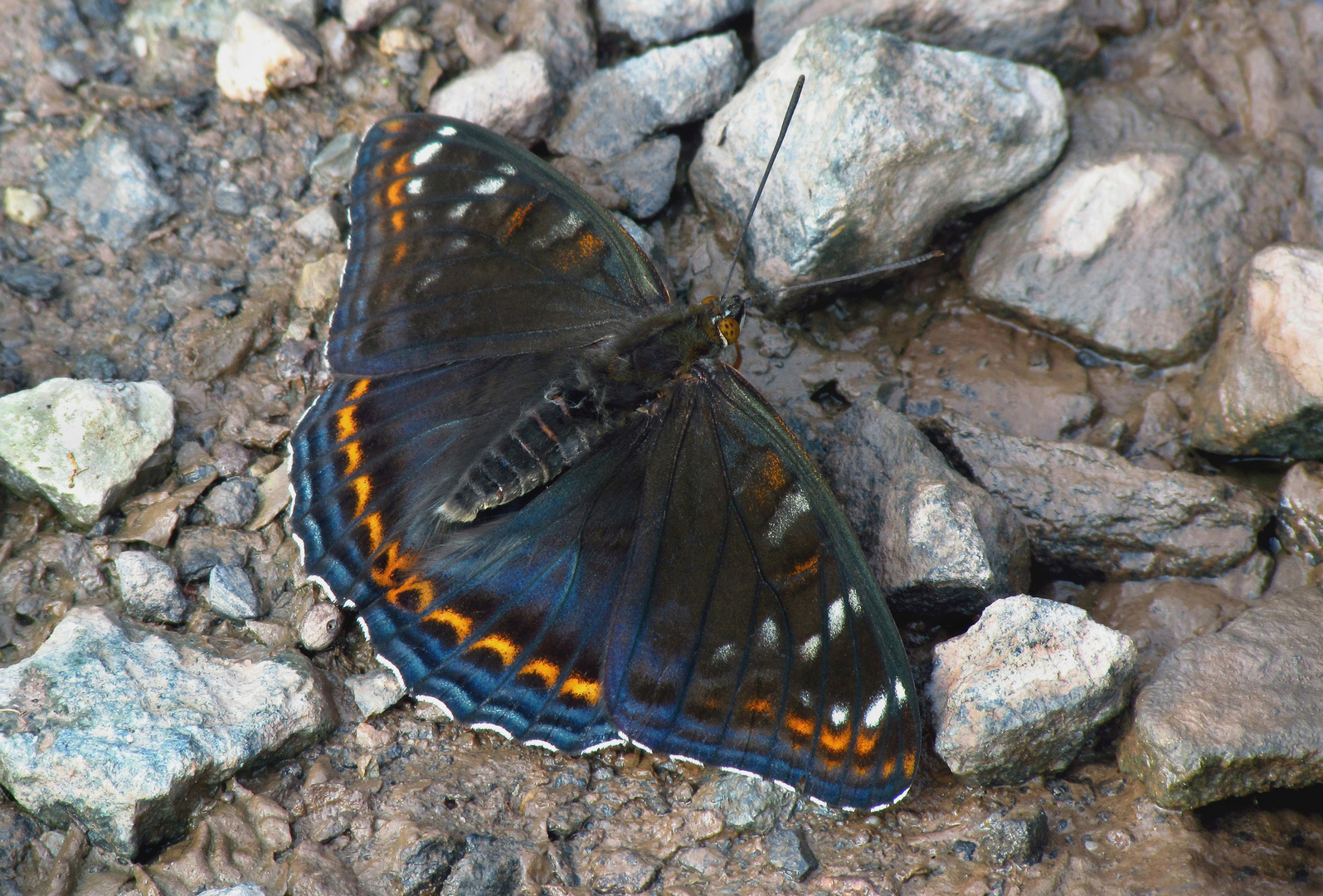 Grosser Eisvogel, Poplar Admiral, Limenitis populi, saugt an feuchter Erde auf einem Waldweg