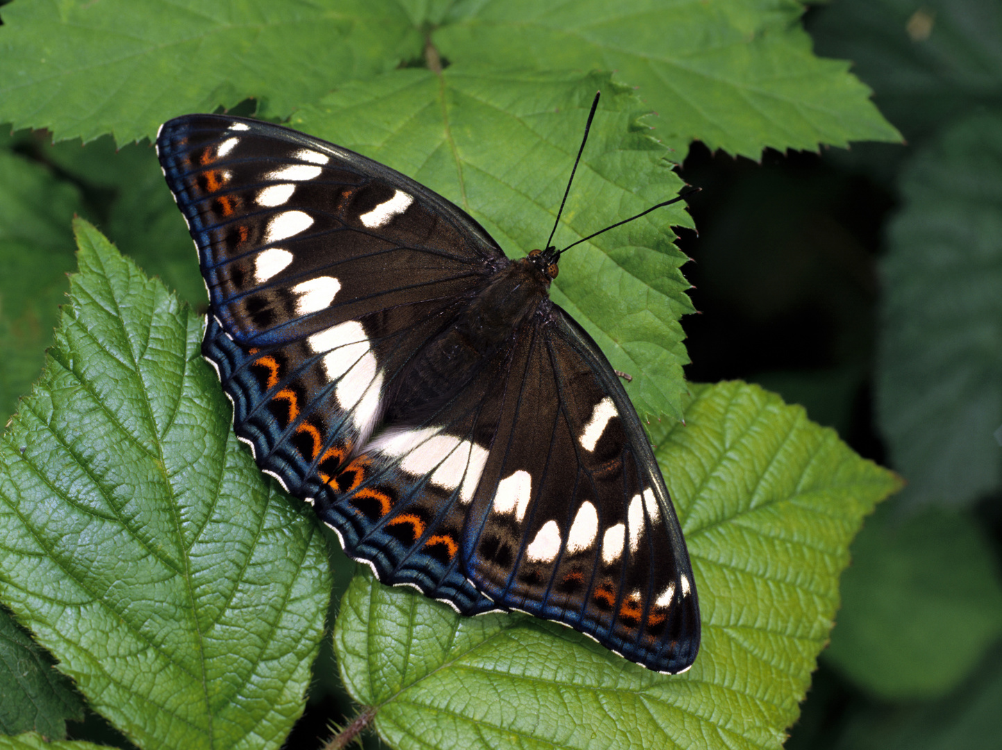 Grosser Eisvogel, Poplar Admiral, Limenitis populi, weiblicher Falter