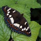 Grosser Eisvogel, Poplar Admiral, Limenitis populi, weiblicher Falter