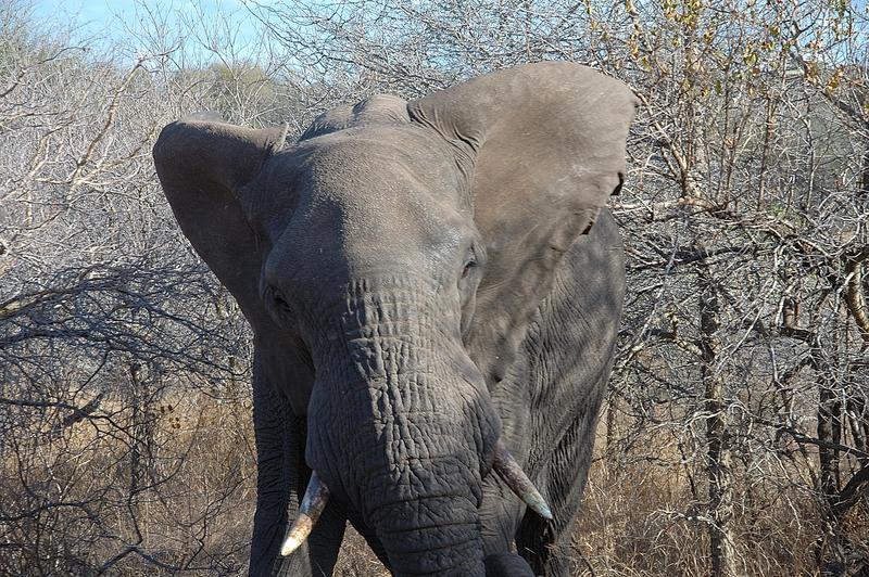 Großer Elefant