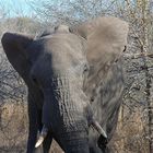 Großer Elefant
