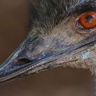 Grosser Emu