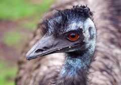 Großer Emu