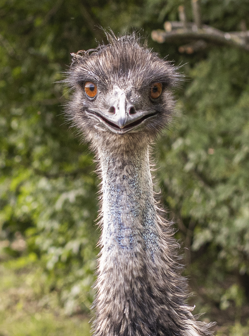 Großer Emu