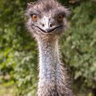 Großer Emu