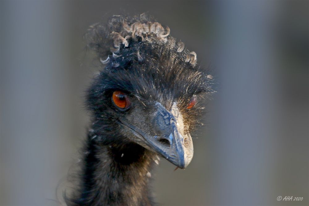 Großer Emu (Dromaius novaehollandiae) 