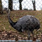 Großer Emu (Dromaius novaehollendiae)