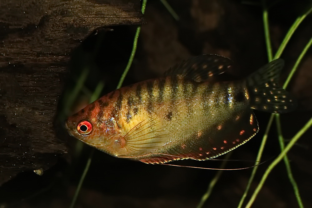 Großer Fadenfisch