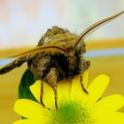 großer Falter auf kleiner Blüte