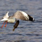 Großer Fang im Chobe River