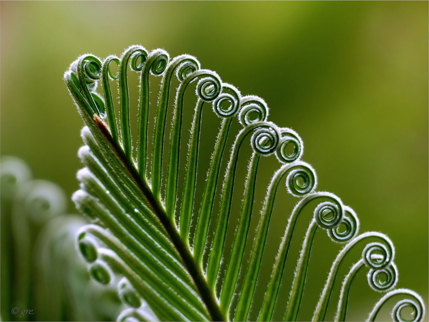 Großer Farn Foto & Bild natur, pflanzen, stuttgart Bilder auf