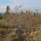 Großer Feldberg