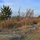 Großer Feldberg