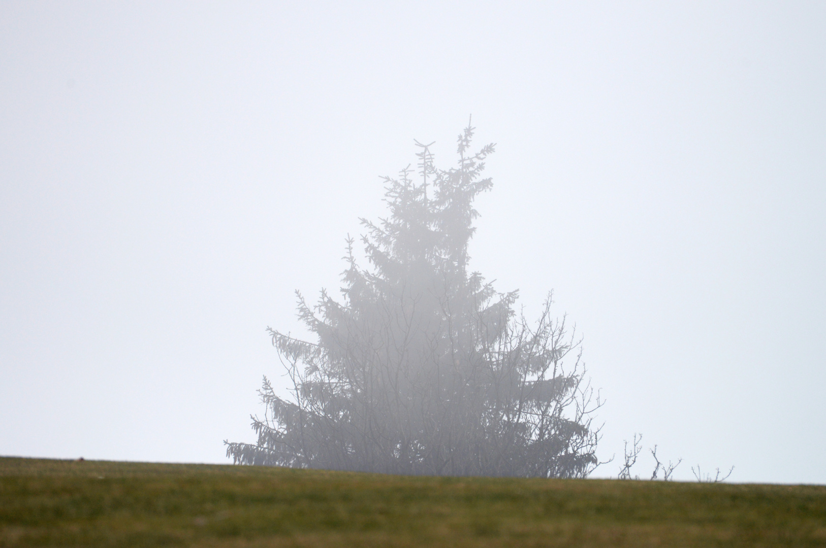 Großer Feldberg im Nebel