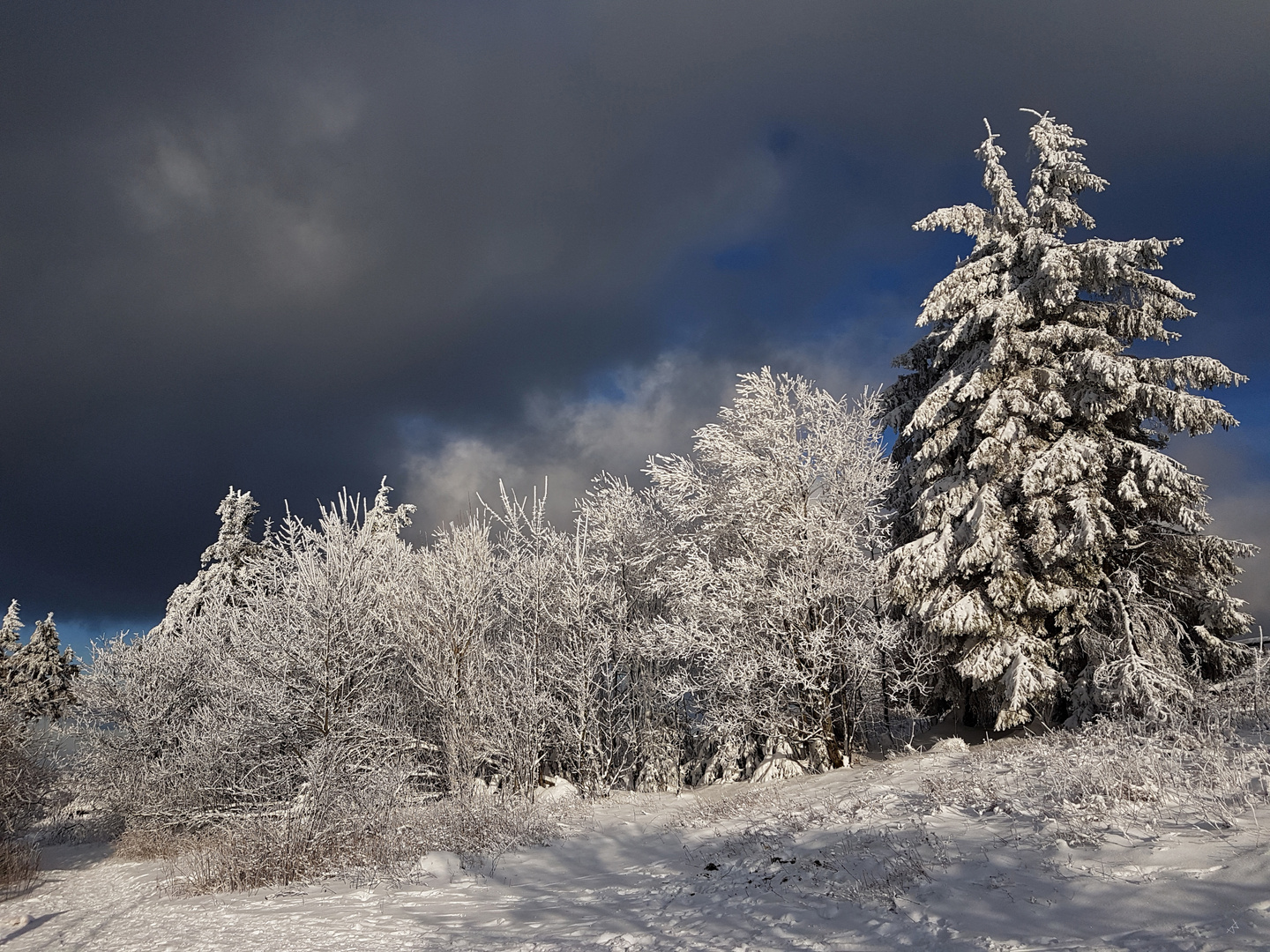 Feldberg taunus singletrail