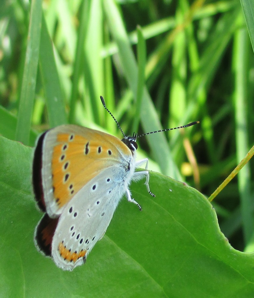 Großer Feuerfalter, Lycaena dispar 1