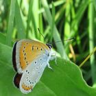 Großer Feuerfalter, Lycaena dispar 1