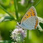 Großer Feuerfalter (Lycaena dispar)