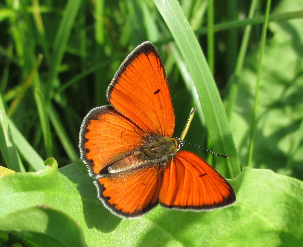 Großer Feuerfalter, Lycaena dispar 2