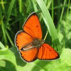 Großer Feuerfalter, Lycaena dispar 2