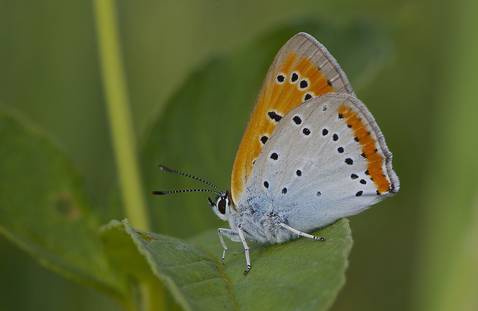 Großer Feuerfalter - Lycaena dispar