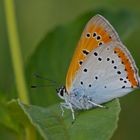 Großer Feuerfalter - Lycaena dispar