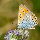 Großer Feuerfalter (Lycaena dispar)