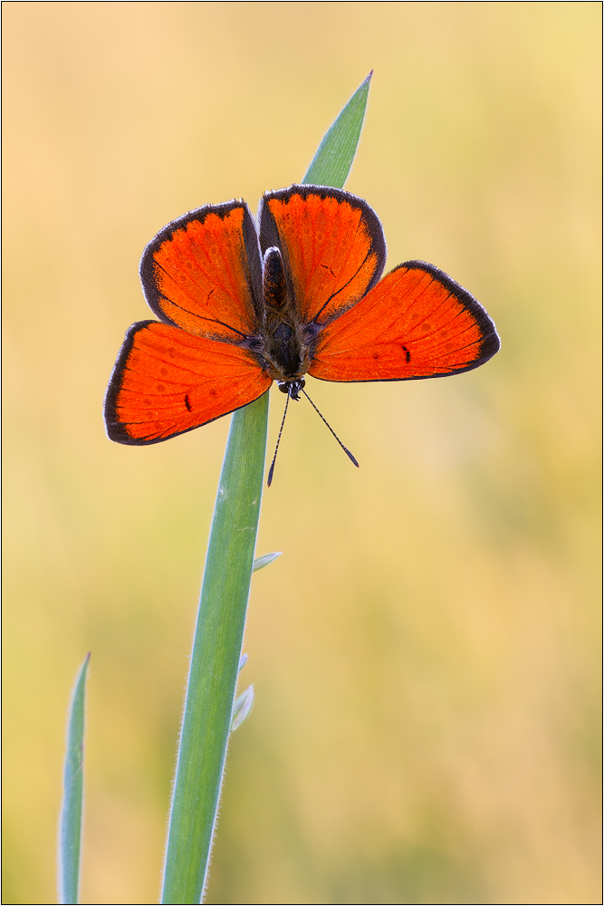 Großer Feuerfalter (Lycaena dispar)