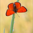 Großer Feuerfalter (Lycaena dispar)