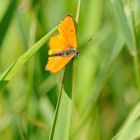 ,,Großer Feuerfalter (Lycaena dispar),,