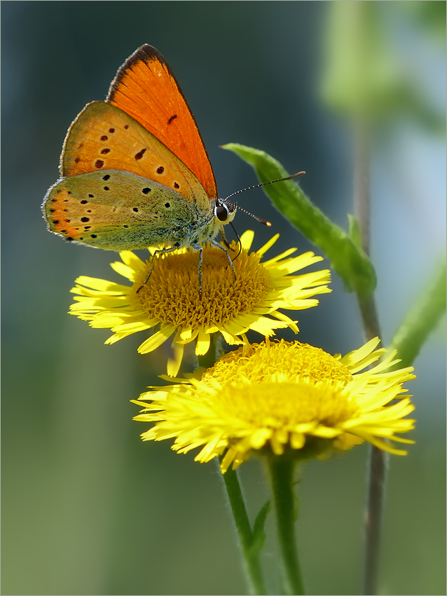 Großer Feuerfalter (Lycaena dispar)