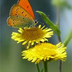 Großer Feuerfalter (Lycaena dispar)