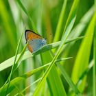 Großer Feuerfalter (Lycaena dispar)