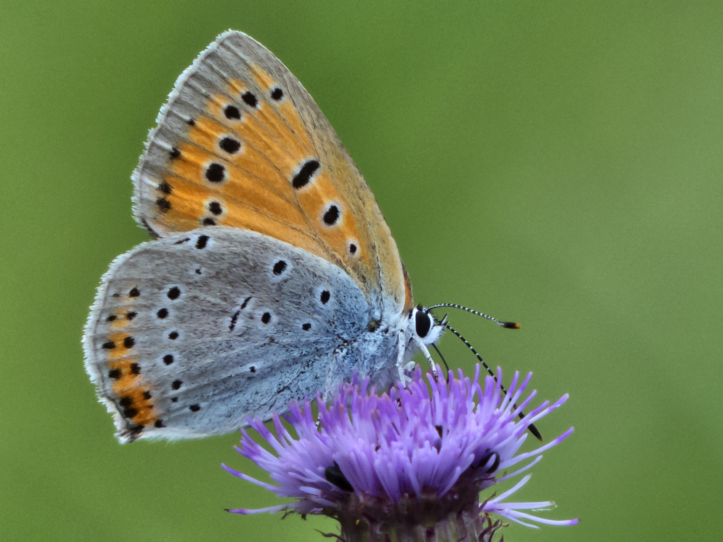 Großer Feuerfalter (Lycaena dispar)