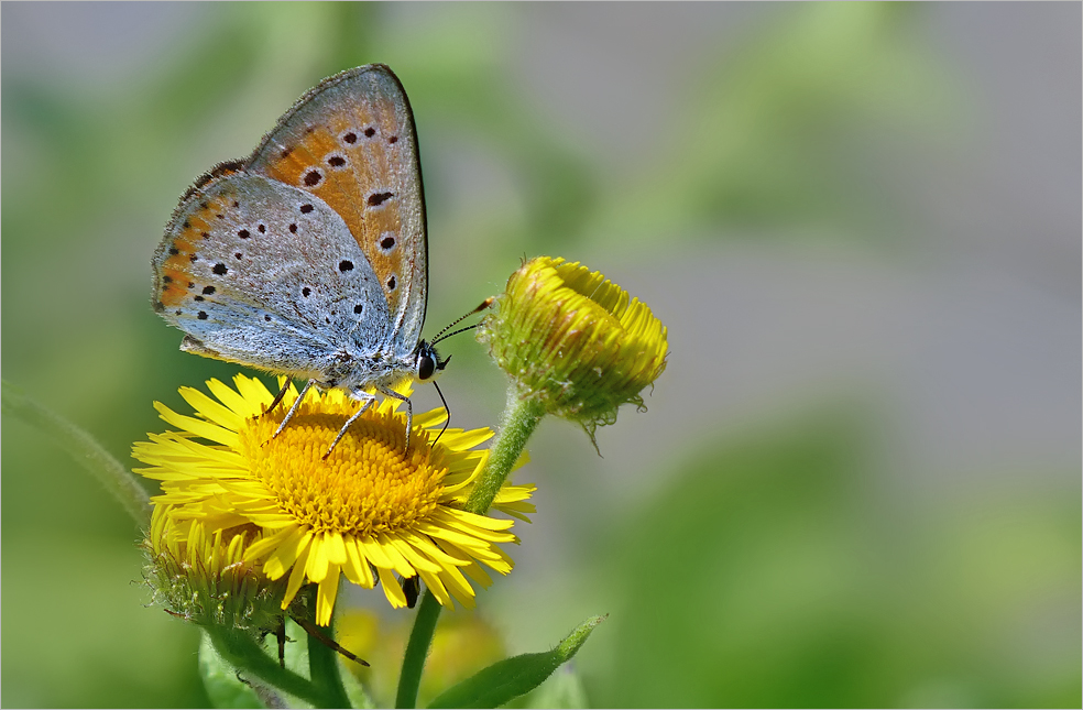 Großer Feuerfalter (Lycaena dispar) II