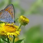 Großer Feuerfalter (Lycaena dispar) II