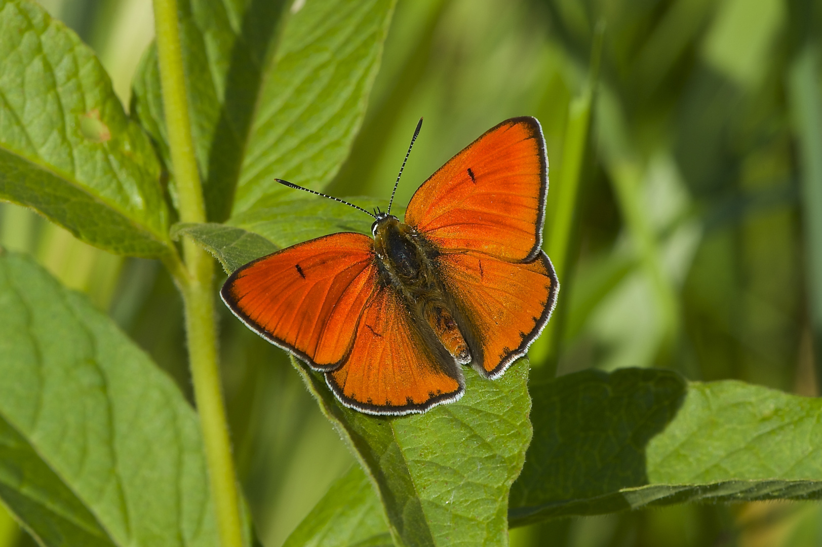 Großer Feuerfalter - Lycaena dispar - Männchen