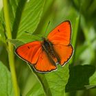 Großer Feuerfalter - Lycaena dispar - Männchen