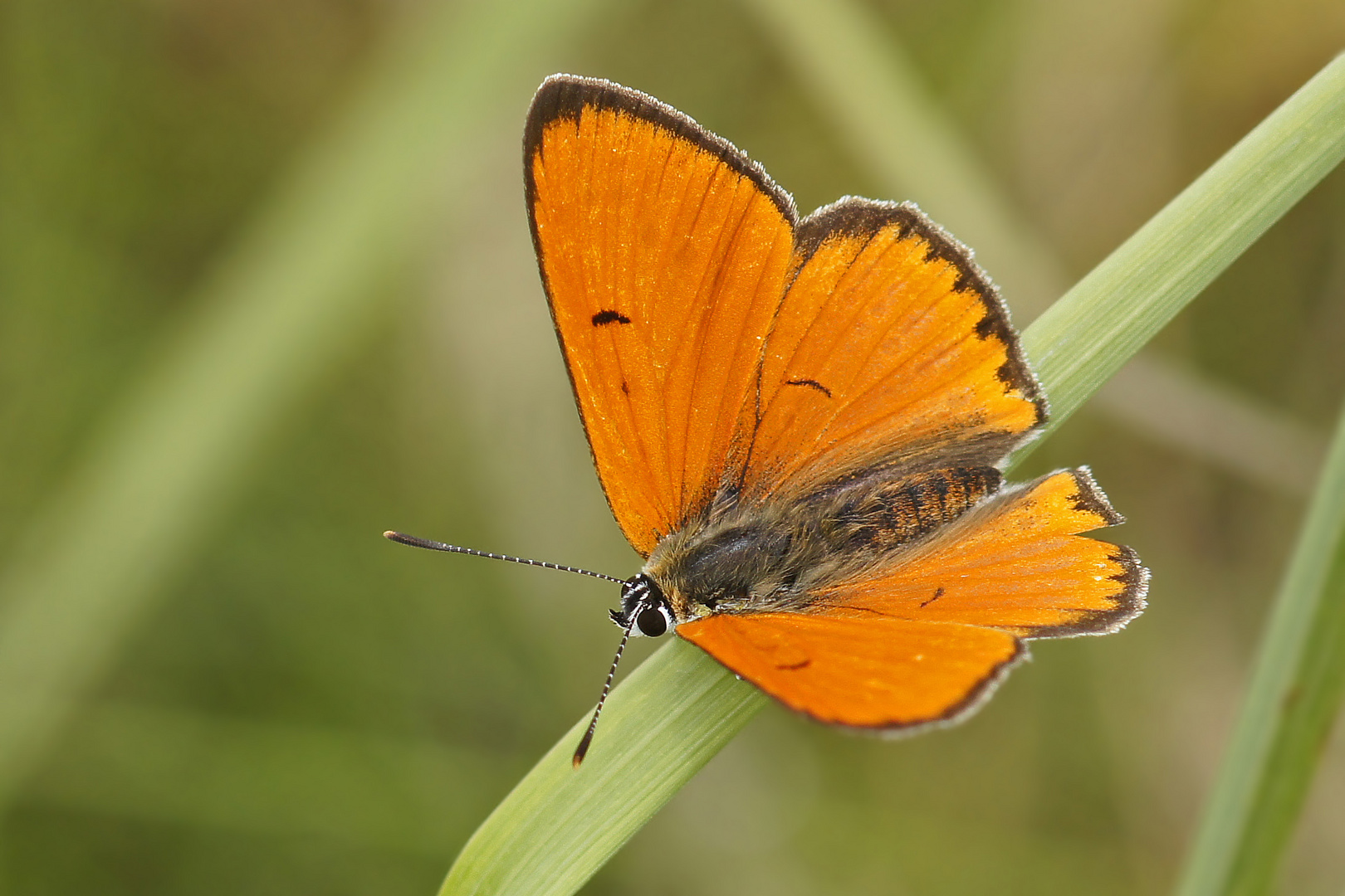 Großer Feuerfalter (Lycaena dispar), Männchen