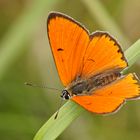 Großer Feuerfalter (Lycaena dispar), Männchen