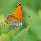 Großer Feuerfalter (Lycaena dispar), Männchen