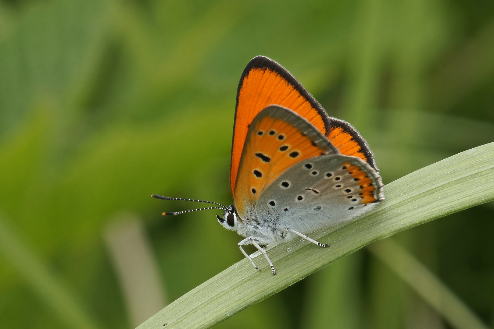 Großer Feuerfalter (Lycaena dispar), Männchen