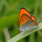 Großer Feuerfalter (Lycaena dispar), Männchen