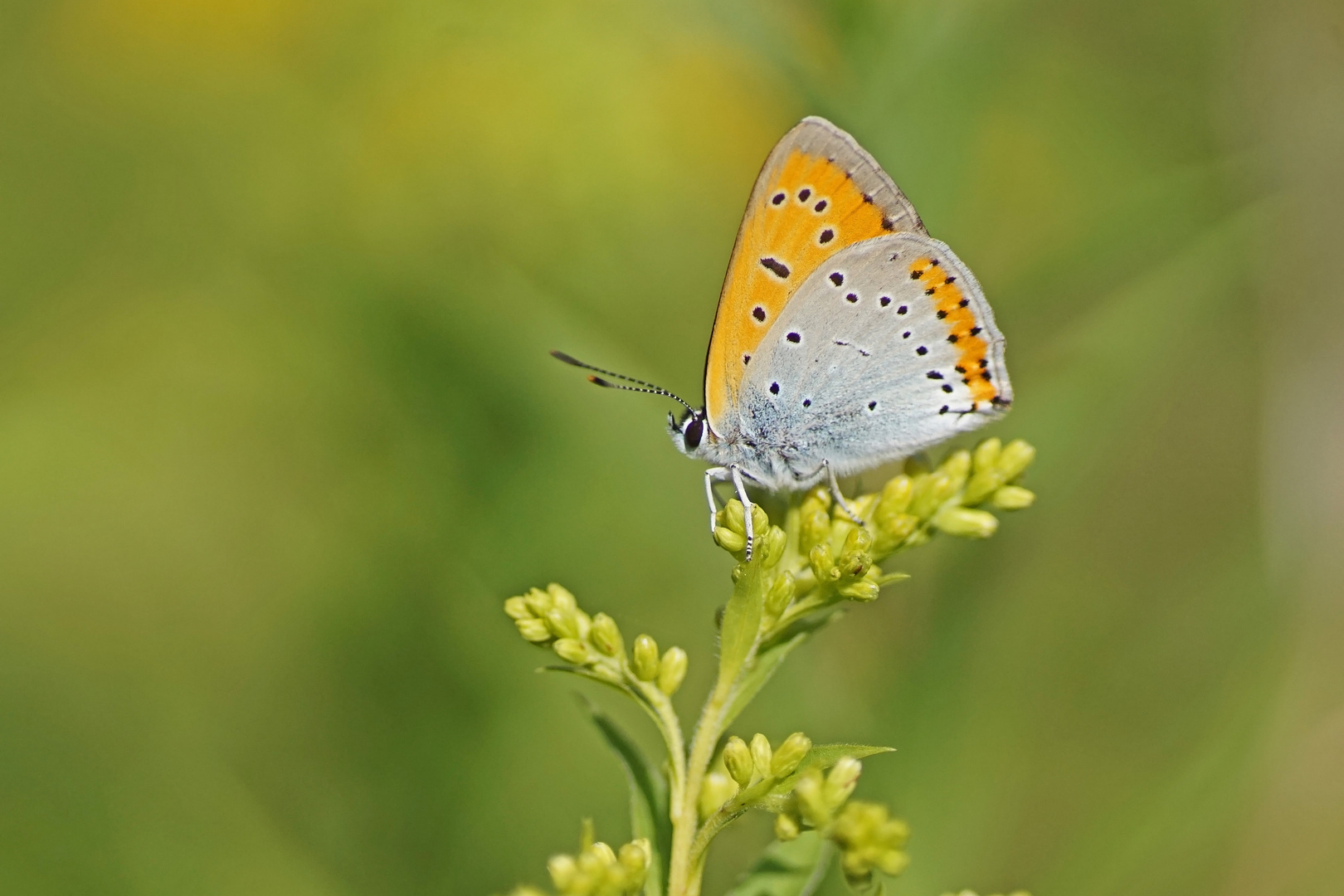 Großer Feuerfalter (Lycaena dispar ssp. rutila), Männchen