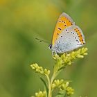 Großer Feuerfalter (Lycaena dispar ssp. rutila), Männchen