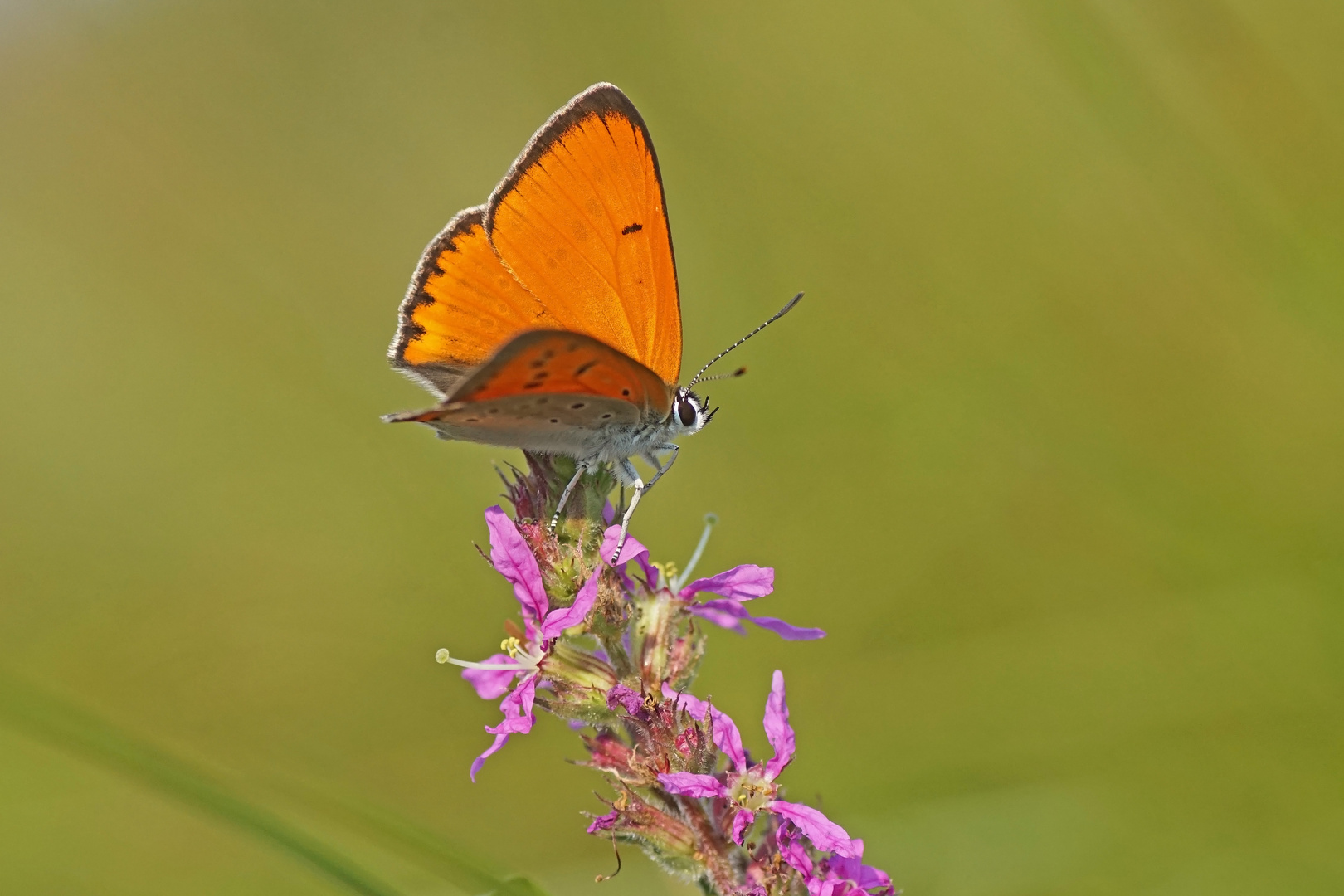 Großer Feuerfalter (Lycaena dispar ssp. rutila), Männchen